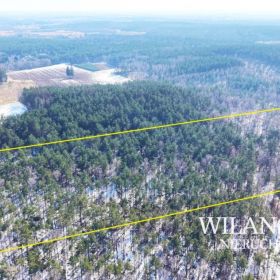 Działka leśna 2,59 ha - Lewiczyn k. Mławy - Dojazd asfaltem!